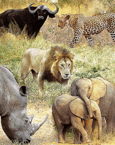 Big 5 Safari Big 5 Safari