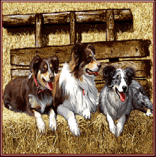 Australian Shepherd 18" PIllow