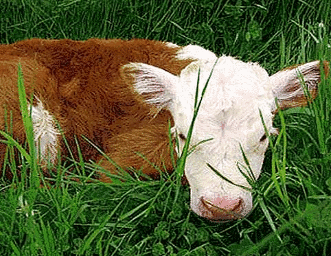 Mini Hereford Placemat #3