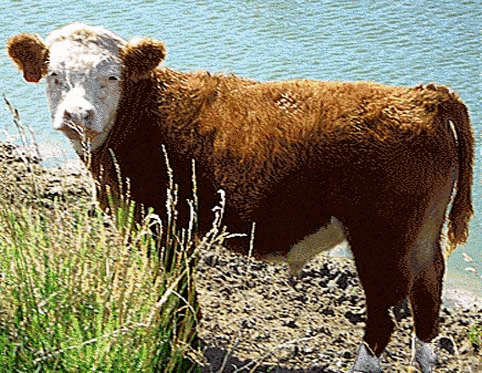 Mini Hereford Placemat #4