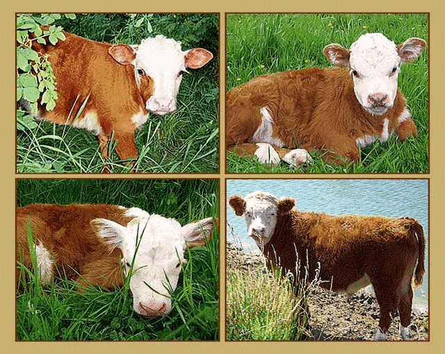 Mini Hereford Tapestry Afghan