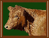 Red Angus Placemat