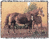 Natures Blessing Western Tapestry Afghan