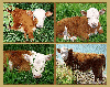 Mini Hereford Tapestry Afghan